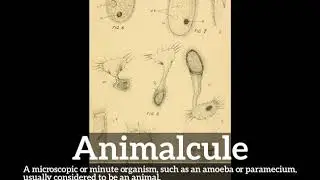 How to Say Animalcule in English? | How Does Animalcule Look? | What is Animalcule?