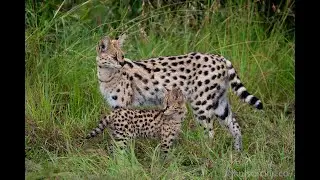 Serval Cat Mom & Super Sweet Kittens. Mom hisses at me.