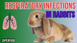 Breathe Easy - Managing Respiratory Infections in RABBITS
