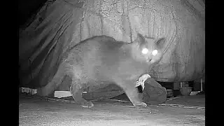 DECEMBER 20 , 2025 - Dark Gray Cat , another cat!  - See Description.