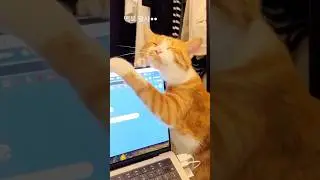 This Orange Cat Demands Attention 24/7 😂