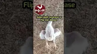 Sudden death syndrome! Flip over disease ! Metabolic diseases #poultrytek #shorts
