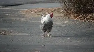 Lord Cluckhead Arriveth