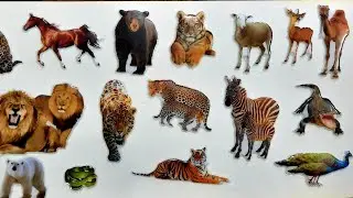 Wild Animal Stickers.  Diy Wild Animal Stickers.