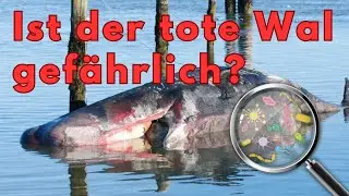 Sylt News: Pottwal auf Sylt - Der stille Tod eines Giganten