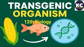 Transgenic organism class 12th biology #biology #vairalvideo #kcsir #educationvedio 