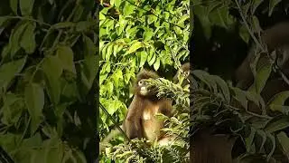 Spectacled Langur aka Dusky Leaf Monkey juvenile