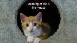 Feline Wisdom - The Meaning of Life
