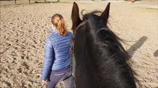 What does Friesian Horse Reintje do?