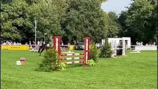 CARRICKVIEW COLMONELL BYEH 4YR OLD JUMPING