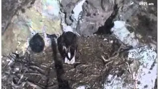 Sept 7 2013 - Two Harbors Eagles - 819 to 823 am Mom Dad Visit