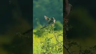 Weird !! Small Birds Look for Food for Big Birds #WeirdBirdBehavior#UnusualWildlifeCollaboration
