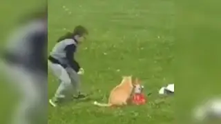 Thank God the little boy saved the cat😱