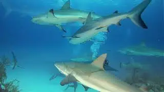 Amazing Sharks 5- Tiger Sharks