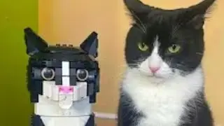 Cats have artificial intelligence