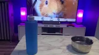 Water bottle vs water bowl