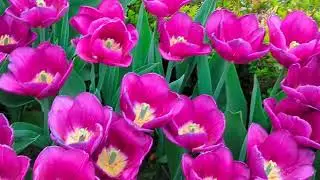 Tulip_Тюльпани #тюльпани  #tulip #весна #spring #flowers #garden #сад #природа @Life_in_nature_Dubiv
