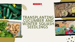 Transplanting my cucumber and winter squash seedlings in September in Zone 9b and 10a.