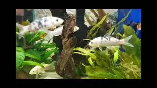 Asker Zoo - Fisk