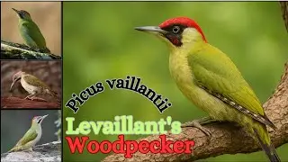 Levaillant&rsquo;s Green Woodpecker on Trail Cam | Wild Birds of Morocco