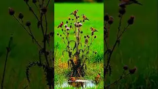 Huge flock of cute birds &lrm;| Short | Universe and Nature