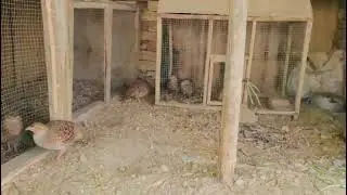 Dakni Teetar setup #trinding #teetarawaz #kalateetarsindhi #viral 