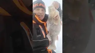 Рыбак в шоке, окунь монстр 😱 #shorts #fishing #рыбалка