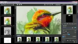 Editing Honey Eater   Topaz Studio Glow Simplify