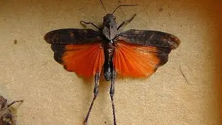 Psophus stridulus (огнёвка трескучая)