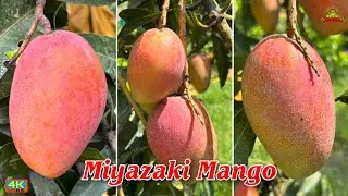 Miyazaki Mango plant farming 
