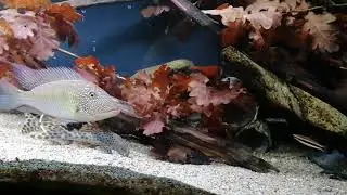 Ancistomus cf. sabaji, L75 / Satanoperca Mapiritensis