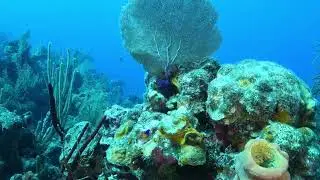 Diving Belize's Lighthouse Reef Atoll