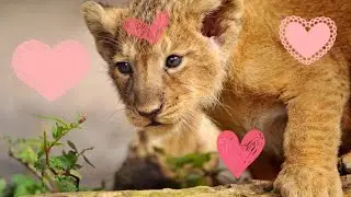Милые животных для детей #7 / Cute animals #7 / ZOO for kids / Animals for kids