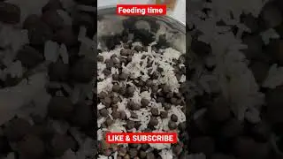 feeding my American bullys #abkc #pocketbully #bully #dog #americanbully