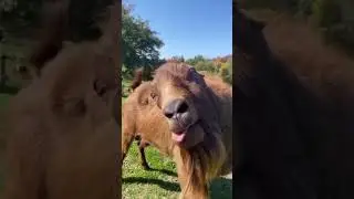 Cute Little Girl Riding a Desert Horse 🌵🐴 | Funny Baby Shorts
