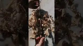 Beautiful wand made by laurel wood.