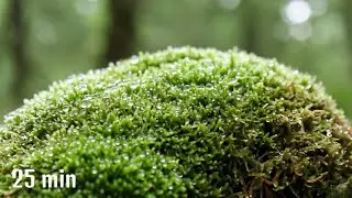 Gentle Rain on Forest Moss | Extended Piano Meditation for Deep Calm (25 Minutes)