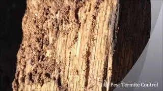 Termite Phoenix