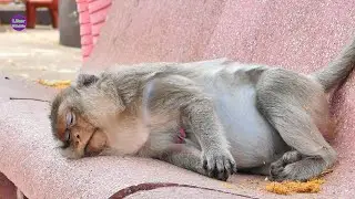 Poorest Monkey Emila sleep relax on the chair sadly