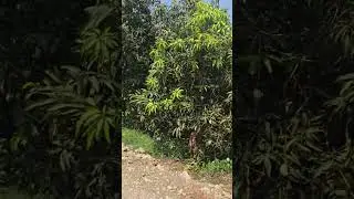 Mango🥭 fruit farm #mango #fruit #farm #nature #organic #villagelife #video #viralvideo #gujarat