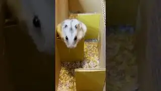 Hamster Tries To Escape The Craziest Course #shorts #hamster #challenge