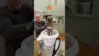 🐱Решение для переноски кошек
