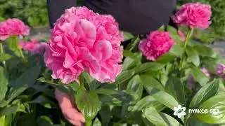 Carnation Bouquet peony. Карнейшн Букет пион. Пулков сад (2025 г.)