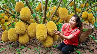 Harvest 1000Kg Giant Cempedak Jackfruit & Go to Market Sell - Grow Vegetables and Raising Highland