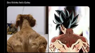 This Dog has been going Viral for being so Buff 💀