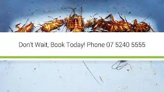 Residential Pest Control Gold Coast | Eco Pest Control