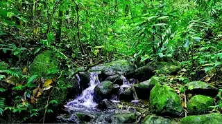 Trickling Water Sounds 24/7 for Relaxation, Sleeping, Meditation, No music and birds, ASMR