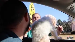 Reuniting Missing Lost Dog With Owner - Real Life Pet Detective Vlog