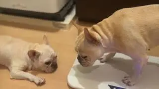 【犬ダイエット🔥】【マイナス2.4㎏】ばぁば12.065㎏→9.665㎏（ママ11.495kg-120ｇ長女11.06kg+1.065kg)🐽フレンチブルドッグの家族🐶