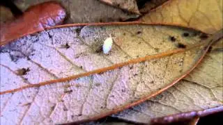 Culturing Dwarf White Isopods: A Quick Guide